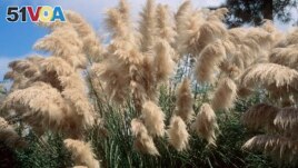 This undated image provided by John Ruter shows pampas grass (Cortaderia selloana), an invasive, nonnative plant that is highly-flammable. (John Ruter, University of Georgia, Bugwood.org)