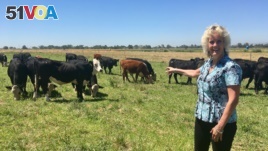 In this July 11, 2018 photo, animal geneticist Alison Van Eenennaam of the University of California, Davis, points to a group of dairy calves that won't have to be de-horned thanks to gene editing. (AP Photo/Haven Daley)