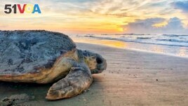 FILE - In this June 30, 2019, photo provided by the Georgia Department of Natural Resources, a loggerhead sea turtle returns to the ocean after nesting on Ossabaw Island, Ga. (Georgia Department of Natural Resources via AP, File)