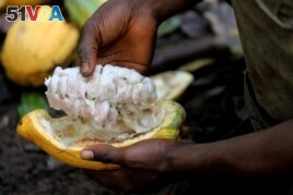 A farmer opens a cocoa pod at a cocoa farm in Bobia, Gagnoa, Ivory Coast, December 6, 2019. (Reuters Photo/Thierry Gouegnon)
