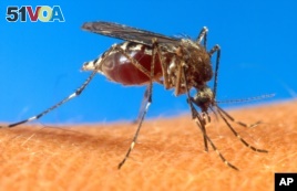 Scientists Search for New Ways to Stop Mosquitoes