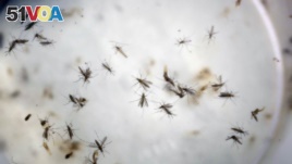 FILE - Aedes aegypti mosquitoes are seen in a mosquito cage at a laboratory in Cucuta, Colombia,Feb. 11, 2016.
