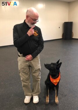 In this May 7, 2019 photo, Professor Stephen Mackenzie, head of the university's canine training program does an obedience drill with his dog Kimo, at the State University of New York, Cobleskill, in Cobleskill, N.Y. (AP Photo/Mary Esch)