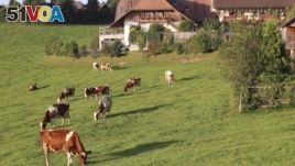In this Aug. 23, 2011, file photo, dairy cows graze on grass in the Emmental region of Switzerland. (AP Photo/Mark D. Carlson)