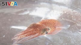 A squid is shown at a lab in Honolulu on June 11, 2021. Dozens of baby squid from Hawaii are in space for study. (Craig T. Kojima, Honolulu Star-Advertiser via AP)