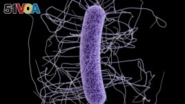 This medical illustration made available by the Centers for Disease Control and Prevention shows a Clostridium difficile bacterium.
