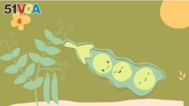 Peas in a Pod - Friendship idiom