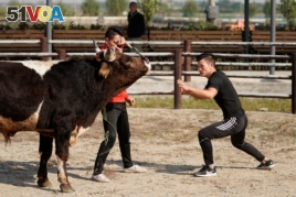 Bullfighter Ren Ruzhi, 24, fights with a bull during a practice session at the Haihua Kung-fu School in Jiaxing, Zhejiang province, China October 27, 2018. Picture taken October 27, 2018. REUTERS/Aly Song
