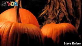 These pumpkins might find their way into pumpkin pie enjoyed as American families gather for the Thanksgiving Day holiday