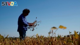 Jorge Josifovich, a farmer and agricultural engineer in Argentina, who picked up soy seeds affected by the drought in Argentina's most fertile agricultural regions on March 23, 2018. 