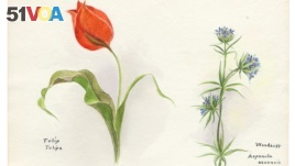 A botanical illustration showing a tulip and woodruff from 1931 (Credit: U.S. Library of Congress).