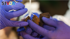 Scientists from the Smithsonian's Global Health Program take samples from a bumble bee bat in Myanmar. (Photo: Roshan Patel, Smithsonian's National Zoo and Conservation Biology Institute)
