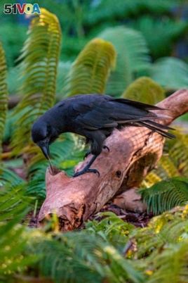 A captive Hawaiian crow using a stick tool to extract food from a wooden log is shown in this image released on Sept. 14, 2016. (Courtesy Ken Bohn/San Diego Zoo Global)