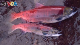 One additional year in the ocean makes a big difference in the size of salmon, as seen in these two female sockeye salmon from Pick Creek, Alaska. (Andrew Hendry/Handout via REUTERS)