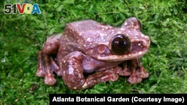 A Rabbs' fringe-limbed tree frog died at the Atlanta Botanical Garden in late September. It was the last known one alive.