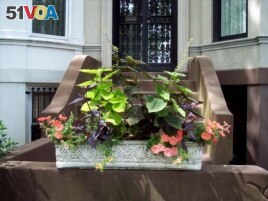 This window box is on the front steps to a brownstone home Brooklyn, NY. The owners entered their window box in the Greenest Block in Brooklyn contest. (Undated photo by Brooklyn Botanic Garden via AP,)