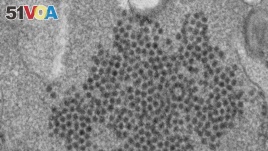 FILE - This 2014 file electron microscope image made available by the Centers for Disease Control and Prevention shows numerous, spheroid-shaped Enterovirus-D68 (EV-D68) virions. Doctors have suspected a mysterious paralyzing illness, acute flaccid myelit