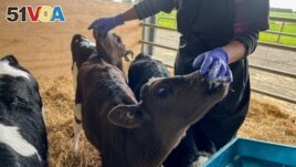 Calves are fed a probiotic supplement called Kowbucha, which has been shown to reduce the methane that they produce, as part of a trial at a Massey University's research farm in Palmerston North, New Zealand, September 7, 2022. (REUTERS/Lucy Craymer)