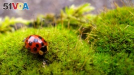 This March 22, 2014 photo shows a ladybug on a residential property in Langley, Washington. (AP Photo/Dean Fosdick)
