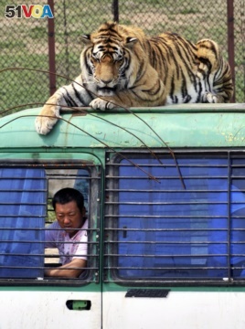 FILE - In this May 7, 2009, file photo, a Siberian tiger crouches on top of a tourist bus at a branch of Harbin Siberian Tigers Breeding Center in Shenyang in northeast China's Liaoning province.