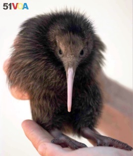 In this Sept. 26, 1997, file photo, a handler holds Tuatahi, a 3-week-old Kiwi bird, the first kiwi born at Sydney's Taronga Zoo for more than 26 years