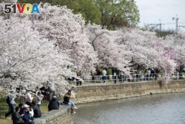 Visitors walk by cherry blossom trees in full bloom at the tidal basin in Washington, Sunday, March 22, 2020. The trees are in full bloom this week and would traditionally draw large crowds. (AP Photo/Jose Luis Magana)