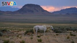 A free-ranging wild horse known as the Old Man is shown on July 14, 2021, as the sun sets near U.S. Army Dugway Proving Ground, Utah. He was left behind in a July roundup that removed about 300 other horses from the range. (AP Photo/Rick Bowmer)