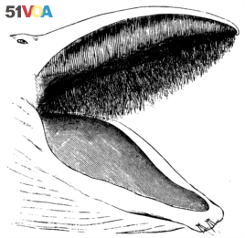 Whalebone in a whale's mouth
