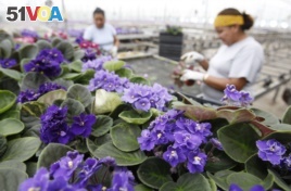 FILE: Workers check African violet plants before shipping in Nashville, TN. Holtkamp Greenhouses Inc. July 18,2007.