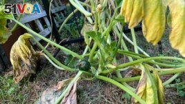 This July 31, 2023, image provided by Jessica Damiano shows a squash plant with yellow, wilted foliage — symptoms that present after both flood and drought — on Long Island in New York. (Jessica Damiano via AP)