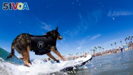 A canine competitor at the 7th annual Surf City Surf Dog competition in Huntington Beach, California, Sept. 27, 2015. (Courtesy: Dominique Labrecque)