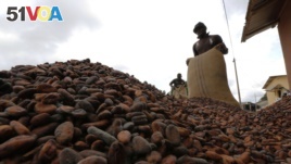 Ghana's Currency Slump Spurs Increase in Cocoa Smuggling