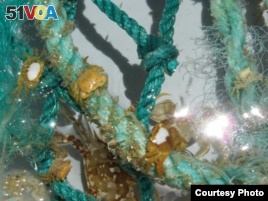 Bacteria Thrive on Ocean Plastic Debris