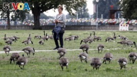 A woman walks in a park near the river Rhine between a flock of Canada geese in Duesseldorf, Germany, Tuesday, Sept. 8, 2020. The growing population of the invasive species lives in many west German city parks, since they were imported in the 1950's by ri