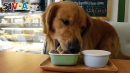 FILE - A Labrador retriever named Jack dines at a pet restaurant in San Juan, Manila, Philippines, Sept. 6, 2014.
