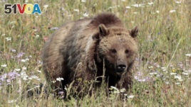 A grizzly bear walks in a meadow in Yellowstone National Park, Wyoming, August 12, 2011. 