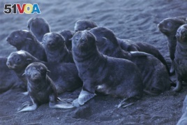 This August 2019 photo released by the National Oceanic and Atmospheric Administration Fisheries (NOAA) shows northern fur seal pups standing on a beach on Bogoslof Island, Alaska. (Maggie Mooney-Seus/NOAA Fisheries via AP)