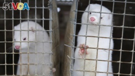 In this Dec. 6, 2012, file photo, minks look out of a cage at a fur farm in the village of Litusovo, northeast of Minsk, Belarus. The Dutch government said Aug. 28, 2020, it is bringing forward the mandatory end of mink farming in the country.