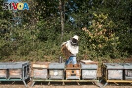 Beekeeping is popular around the world. Here, Ismael Soumarhoro works with bees in Tassarolo, Italy, 2017. (R. Shryock VOA)