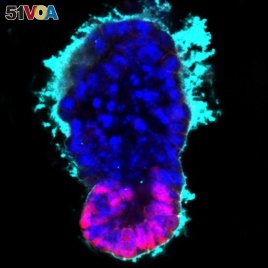 Synthetic embryo like structure with embryonic part generated from the embryonic stem cells (pink) and and extra-embryonic tissues in blue. (Credit: Zernicka-Goetz lab, University of Cambridge)