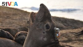 A bio-logging electronic tag to track its deep-ocean foraging behavior is seen attached to the head of a female northern elephant seal at Ano Nuevo State Park in California, U.S. in an undated photograph. (Daniel Costa/Handout via REUTERS)