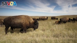Bison numbers are recovering. These are in Theodore Roosevelt National Park, North Dakota.