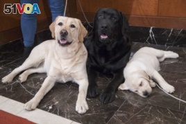 Labrador retrievers Soave, 2, left, and Hola, 10-month, pose for photographs as Harbor, 8-weeks, takes a nap during a news conference at the American Kennel Club headquarter, Wednesday, March 28, 2018, in New York.