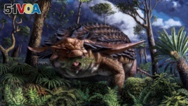 The armoured dinosaur Borealopelta markmitchelli, which lived 110 million years ago in what is now the Canadian province of Alberta, eats ferns in an illustration released on June 2, 2020. (Royal Tyrrell Museum of Palaeontology/Julius Csotonyi/Handout via REUTERS)