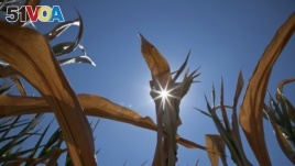 In this July 16, 2012 file photo a dry field of corn is seen near Fremont, Neb. Despite varying degrees of drought conditions in the Plains region, predictions of a cool, wet spring in 2014 bring hope of drought relief.