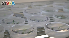 FILE - This Sept. 27, 2018 photo shows petri dishes with citrus seedlings that are used for gene editing research at the University of Florida in Lake Alfred, Florida.