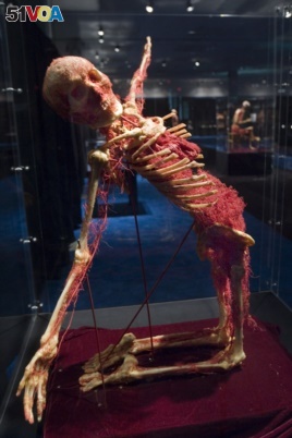 A model of the human body showing only bones and the circulatory system was part of an 2006 exhibit called 
