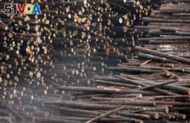 FILE PHOTO: Piles of logs await processing at the UPM paper mill in Kajaani, Finland, July 21, 2008. REUTERS/Bob Strong/File Photo
