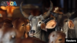 India's Maharashtra State Bans Beef
