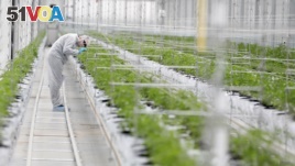 A worker checks cannabis plants inside the Tilray factory hothouse in Cantanhede, Portugal April 24, 2019.
